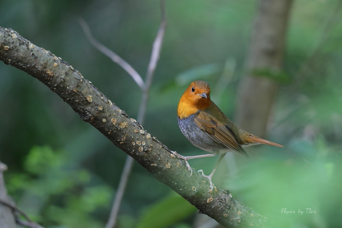 夏鳥