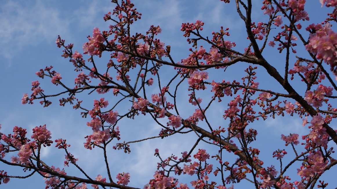 Spring Datang